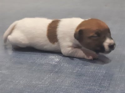 Les chiots de Jack Russell Terrier