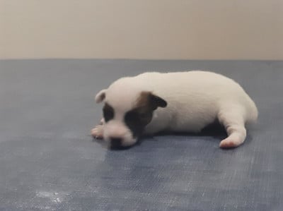 Les chiots de Jack Russell Terrier