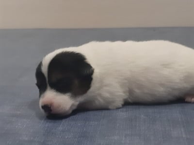 Les chiots de Jack Russell Terrier
