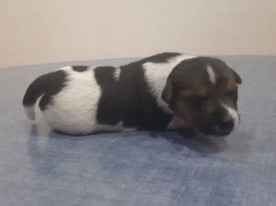 Les chiots de Jack Russell Terrier
