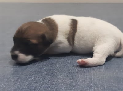 Les chiots de Jack Russell Terrier