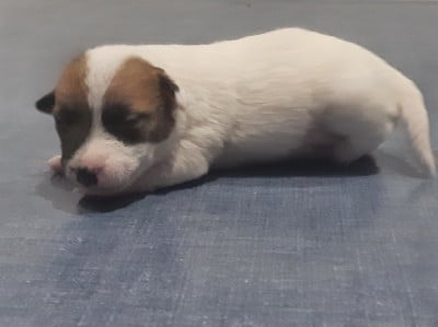 Les chiots de Jack Russell Terrier