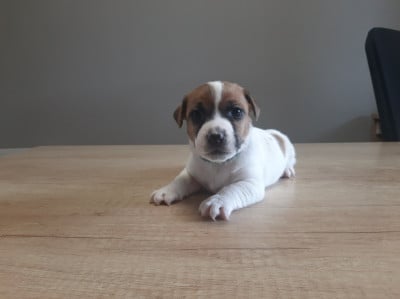 Les chiots de Jack Russell Terrier