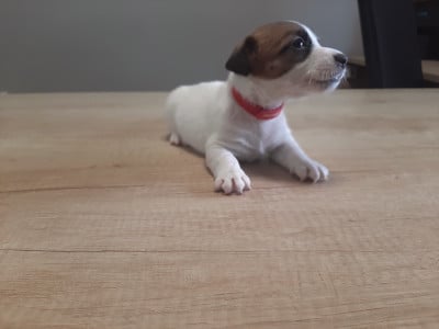 Les chiots de Jack Russell Terrier