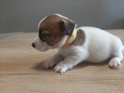 Les chiots de Jack Russell Terrier