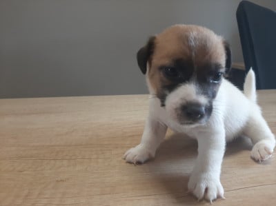 Les chiots de Jack Russell Terrier