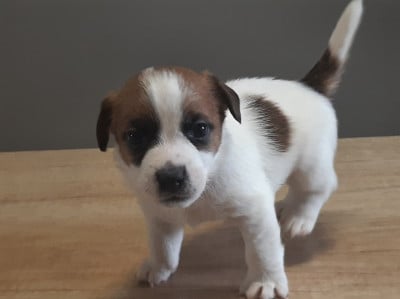 Les chiots de Jack Russell Terrier