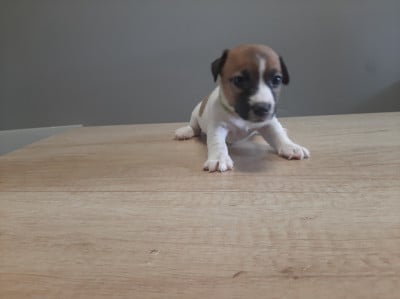 Les chiots de Jack Russell Terrier
