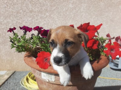 Les chiots de Jack Russell Terrier