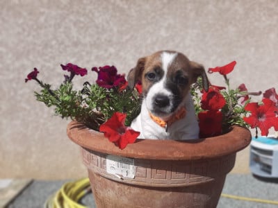 Les chiots de Jack Russell Terrier