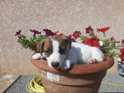 Les chiots de Jack Russell Terrier