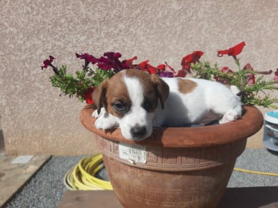 Les chiots de Jack Russell Terrier