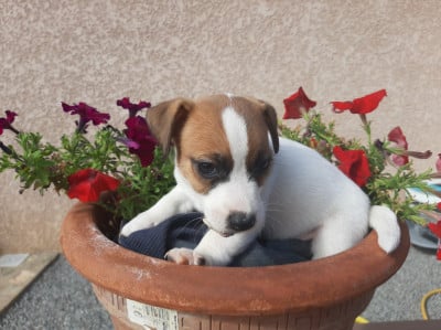 Les chiots de Jack Russell Terrier
