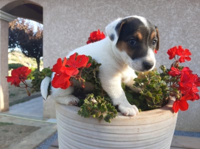 Les chiots de Jack Russell Terrier