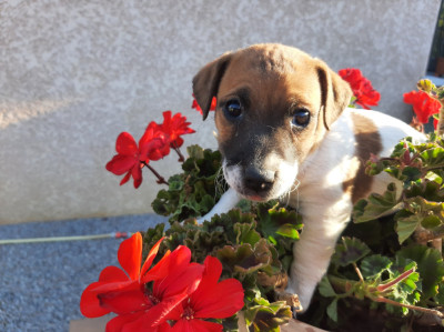 Les chiots de Jack Russell Terrier
