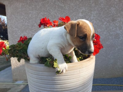 Les chiots de Jack Russell Terrier