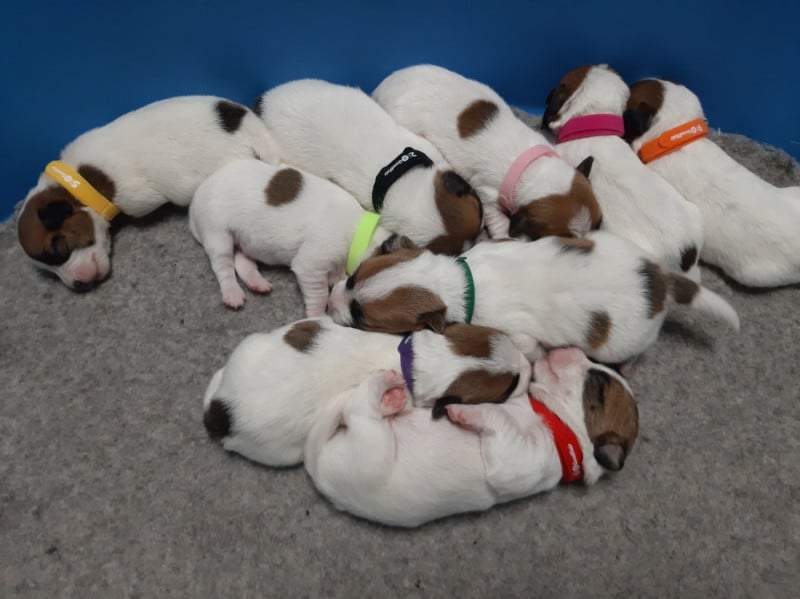 Jack Russell Terrier - Du Clos D'Allinge