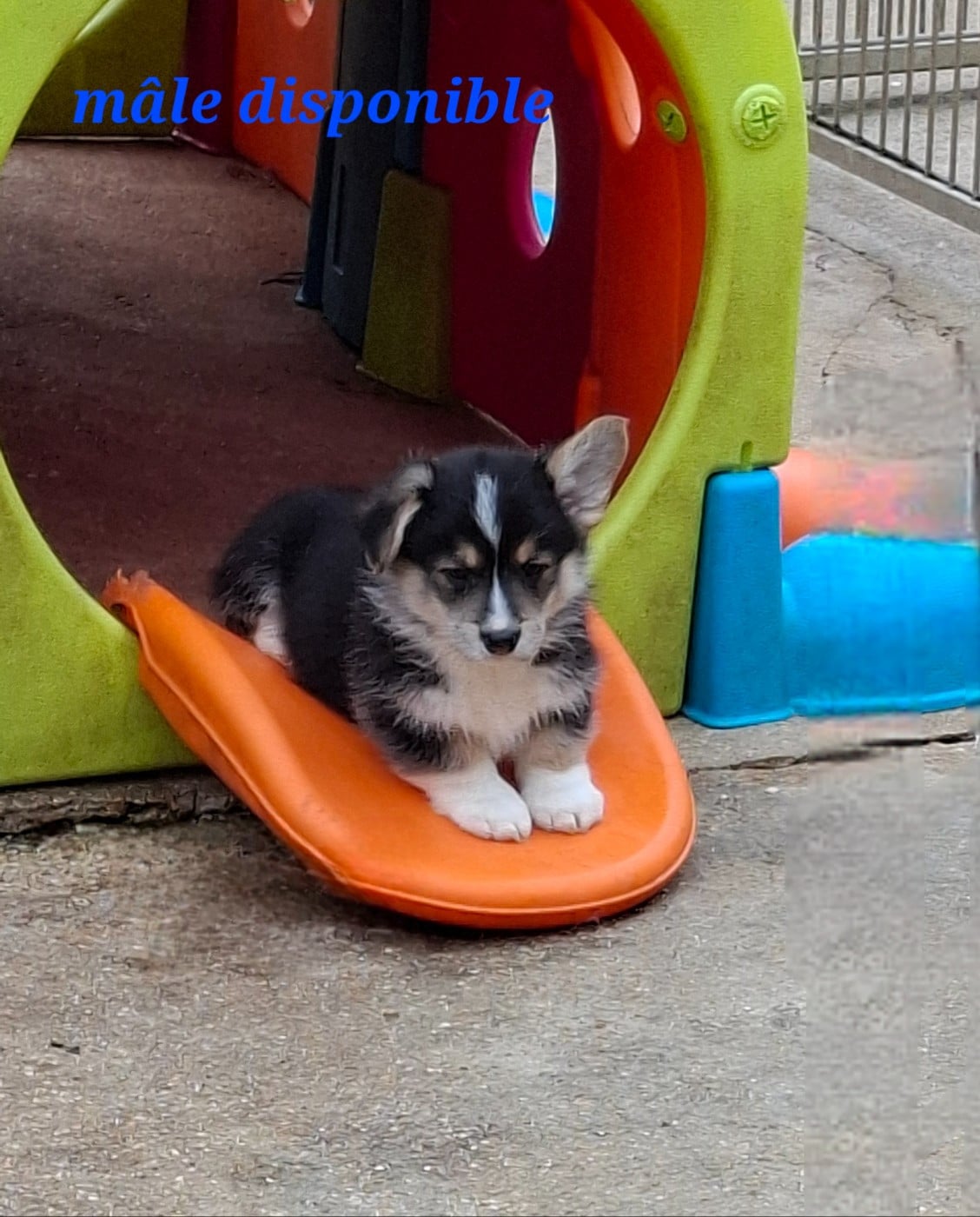 peluche ours blanc - Welsh Corgi Pembroke