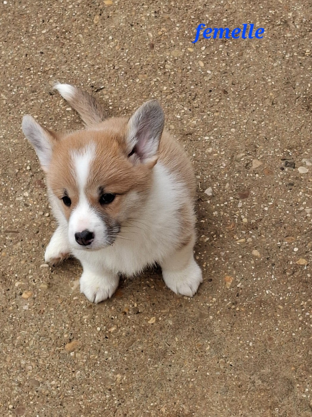 peluche TITI - Welsh Corgi Pembroke