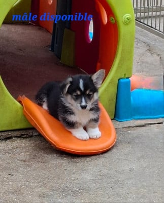 Les chiots de Welsh Corgi Pembroke