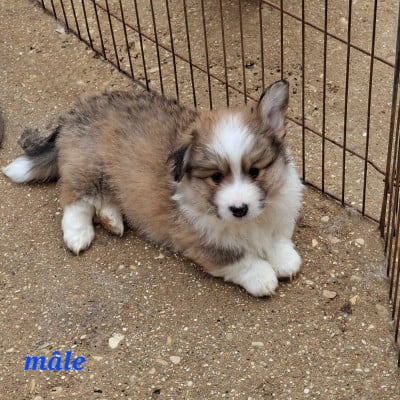 Les chiots de Welsh Corgi Pembroke