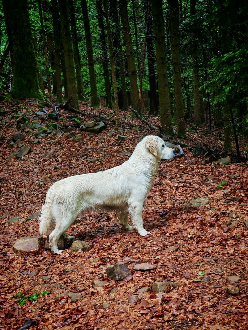 T'Narya  Des Jardins D'Epona