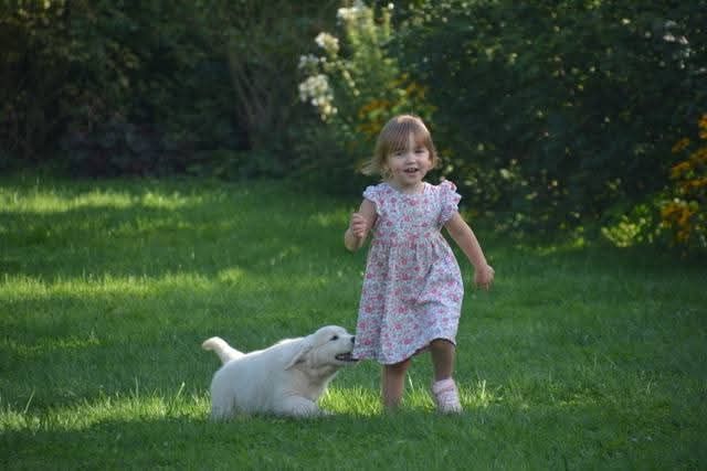 Peace And Love Golden Apple pie