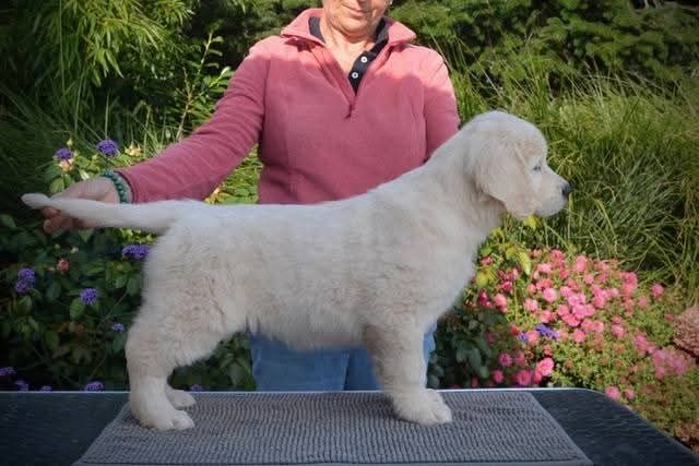 Peace And Love Golden Apple pie