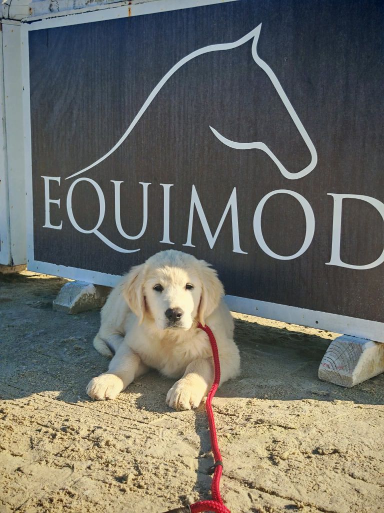 Peace And Love Golden Apple pie