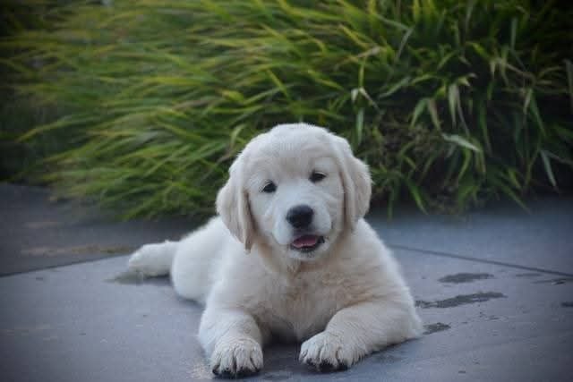 Peace And Love Golden Apple pie