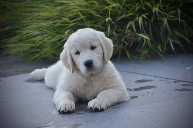 Peace And Love Golden Apple pie