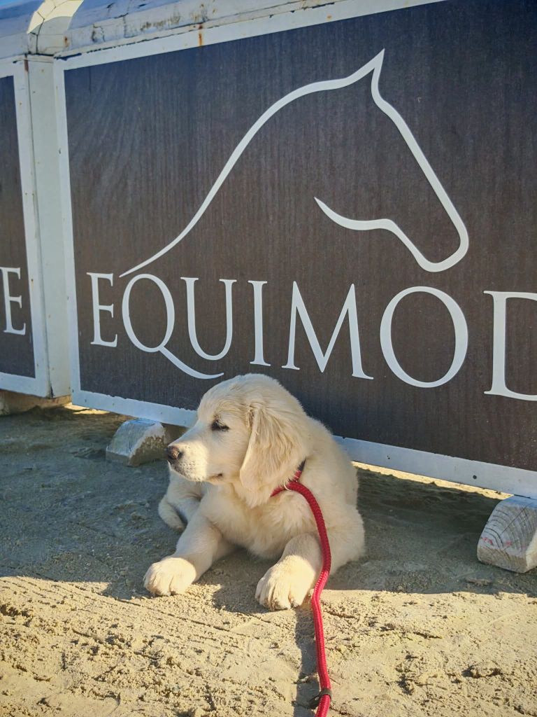 Peace And Love Golden Apple pie