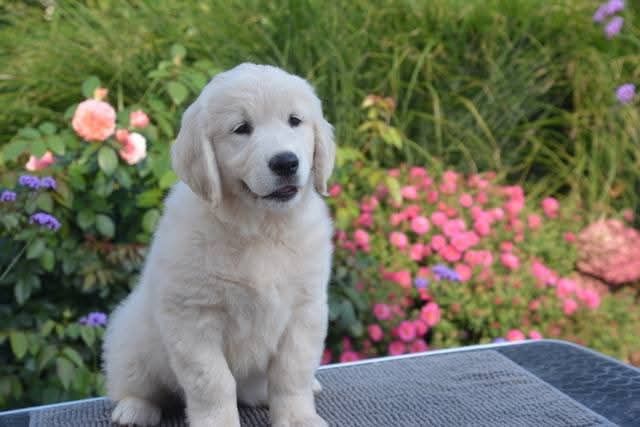 Peace And Love Golden Apple pie