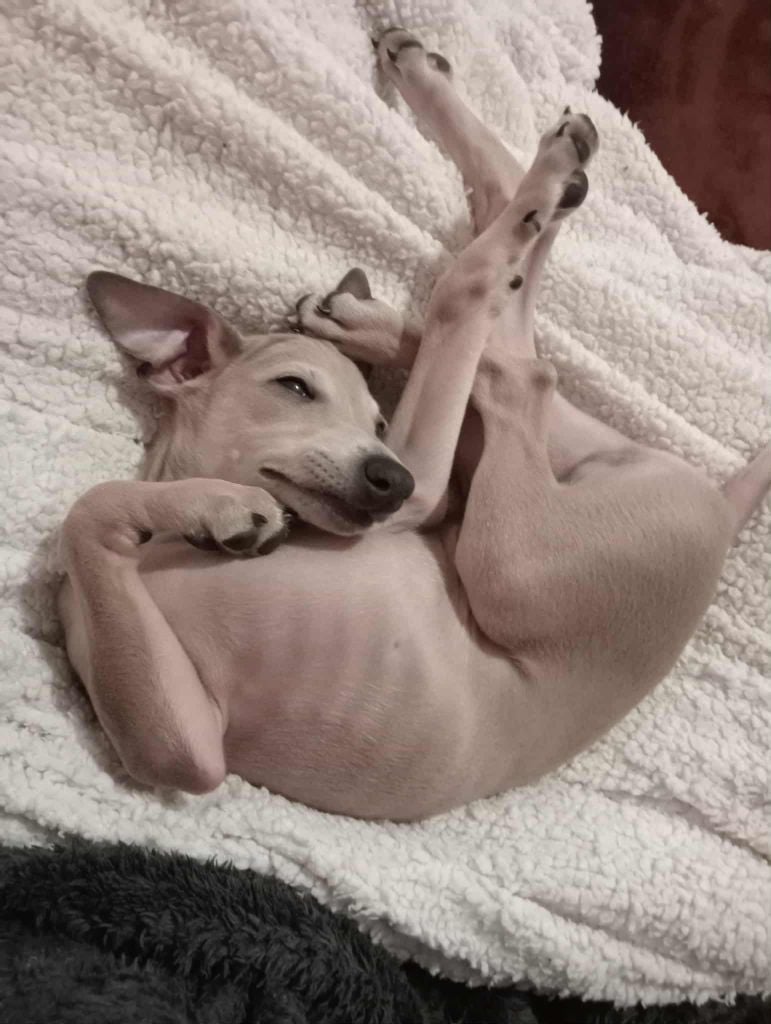 Anakin des princes de minos