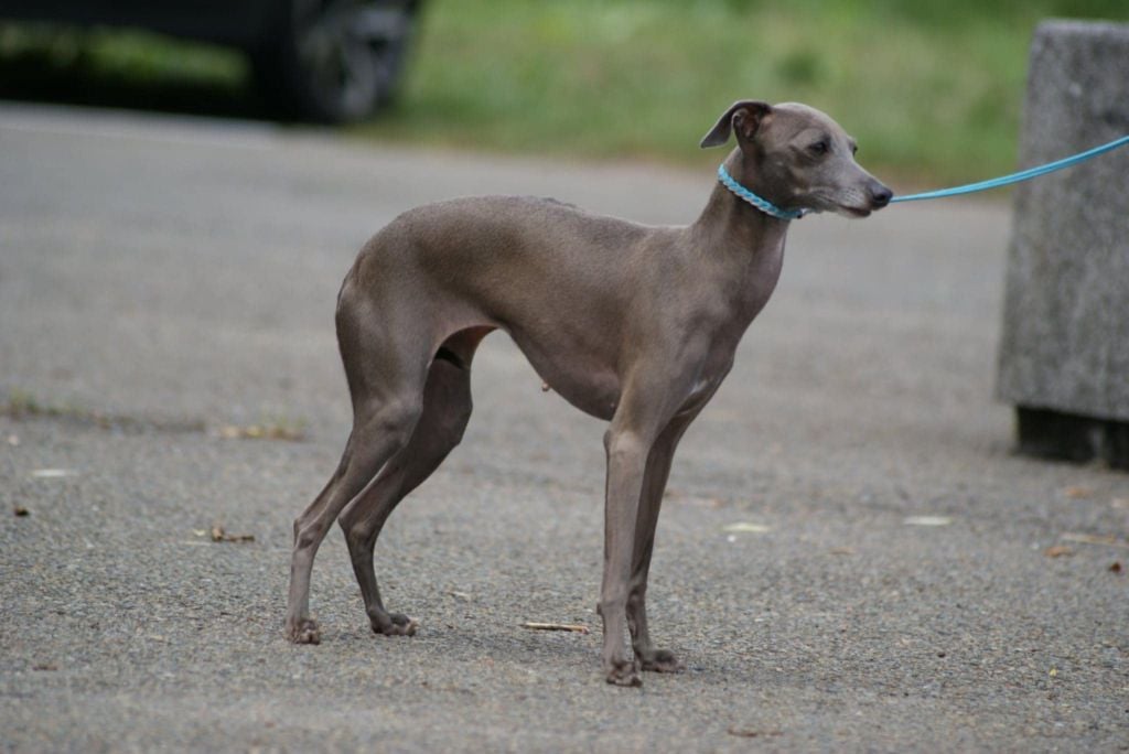 Suzy Des Petites Bouilles D’Eole