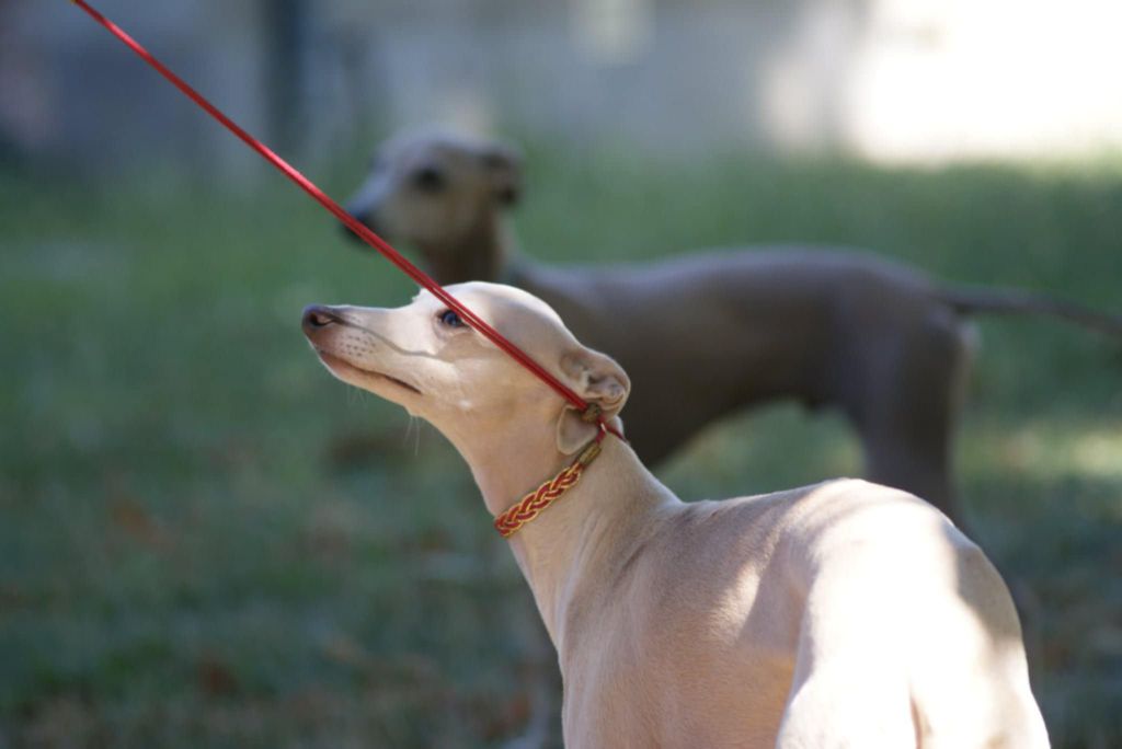 Ultime venus Des Petites Bouilles D’Eole