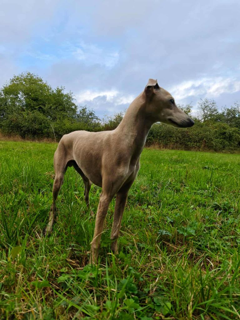 Anakin des princes de minos