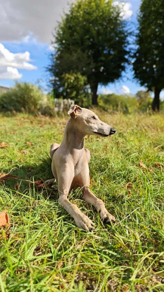 Anakin des princes de minos