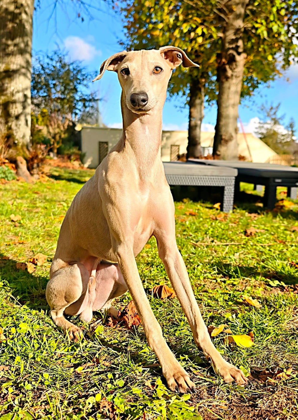 Anakin des princes de minos