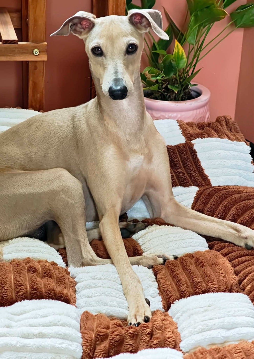 Anakin des princes de minos