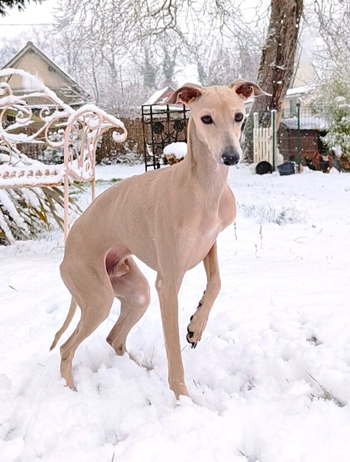 Anakin des princes de minos