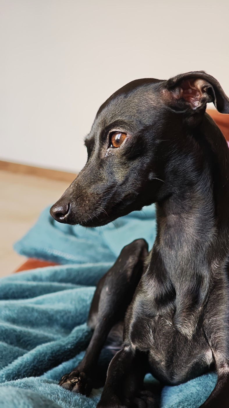 Amore Di Fanny Du Pays Du Valois