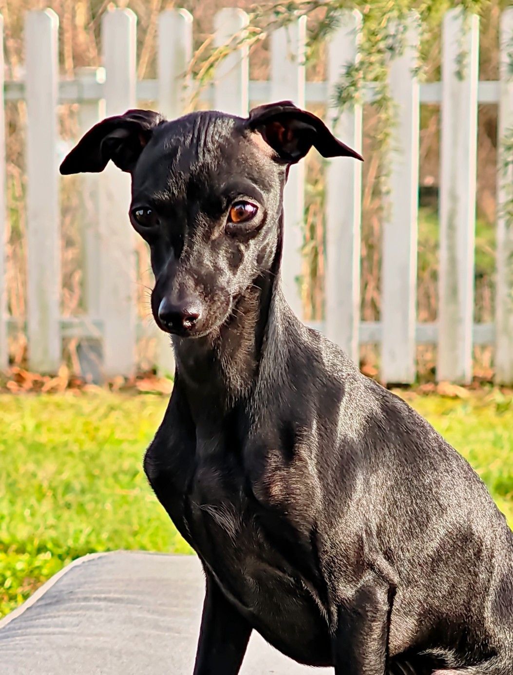 Amore Di Fanny Du Pays Du Valois