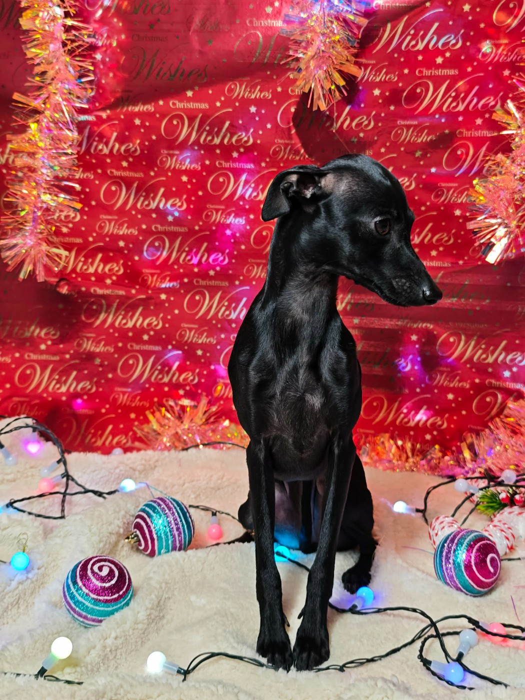 Amore Di Fanny Du Pays Du Valois