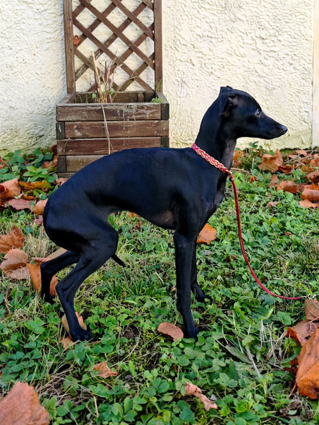 Amore Di Fanny Du Pays Du Valois