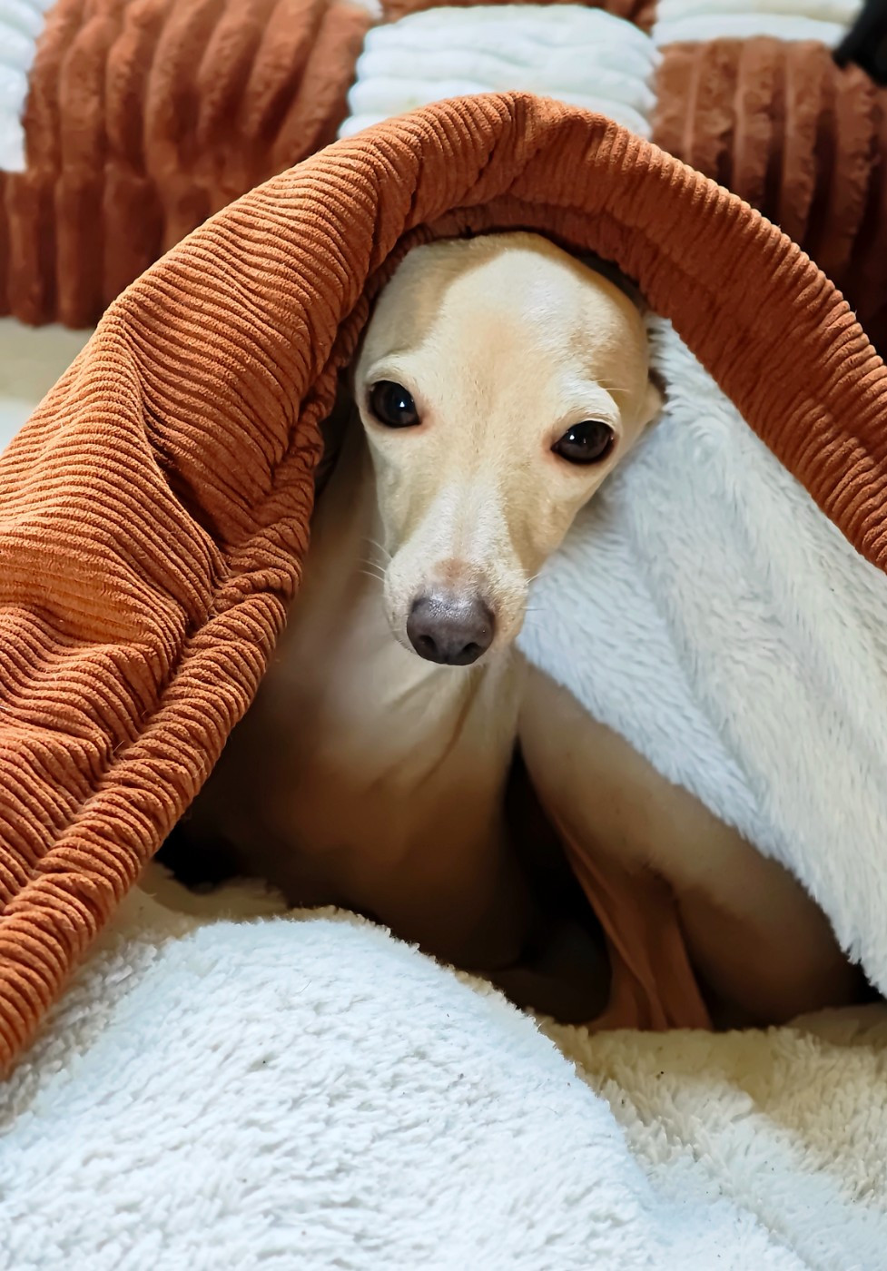 Ultime venus Des Petites Bouilles D’Eole