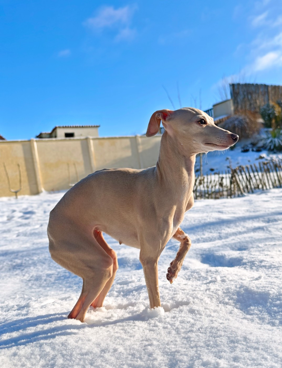 Ultime venus Des Petites Bouilles D’Eole