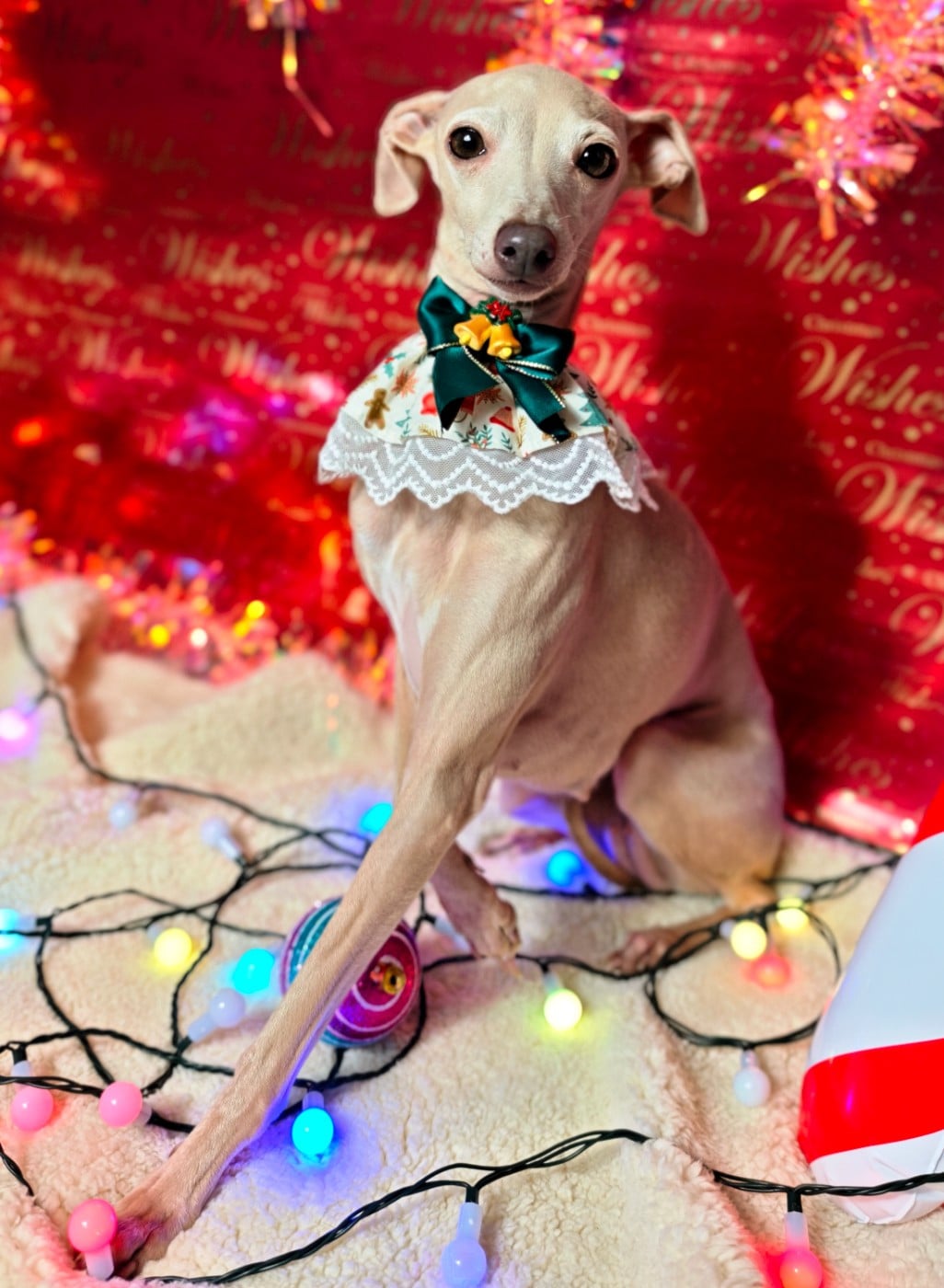 Ultime venus Des Petites Bouilles D’Eole