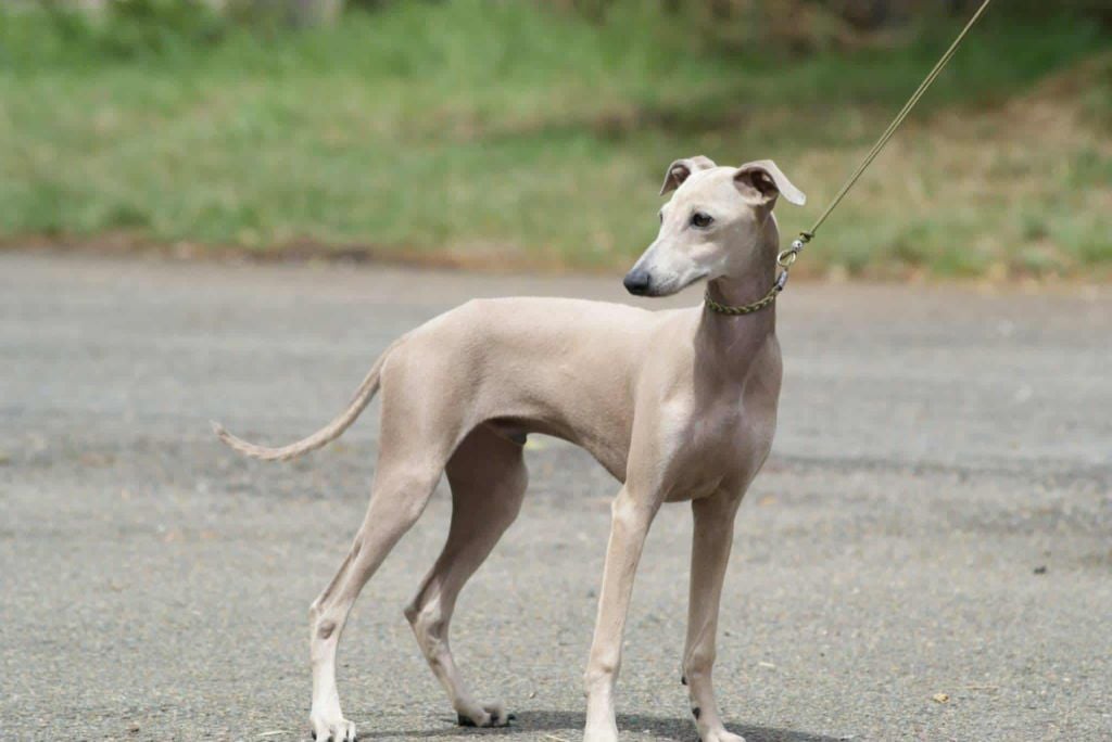 Anakin des princes de minos