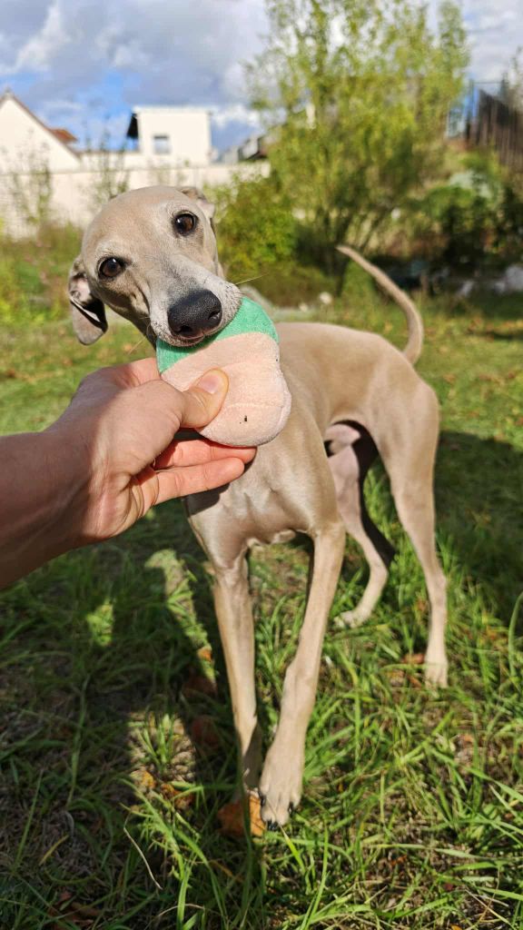 Anakin des princes de minos